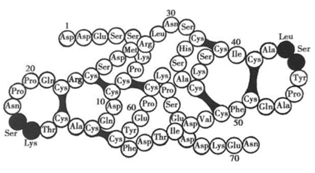 Bowman-Birk型胰蛋白酶抑制剂 结构