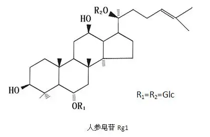 人参皂苷Rg1的作用