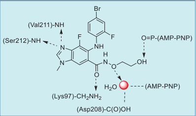 Figure 2. Summary of binimetinib and AMP–PNP  with BRAF–MEK1. interactions based on an X-ray  co-crystal structure.