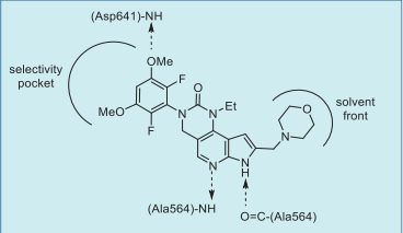 Figure 4. Pemigatinib–FGFR1 interactions based on  the co-crystal structure.