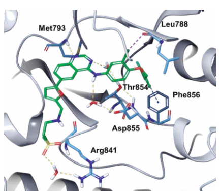 Lapatinib