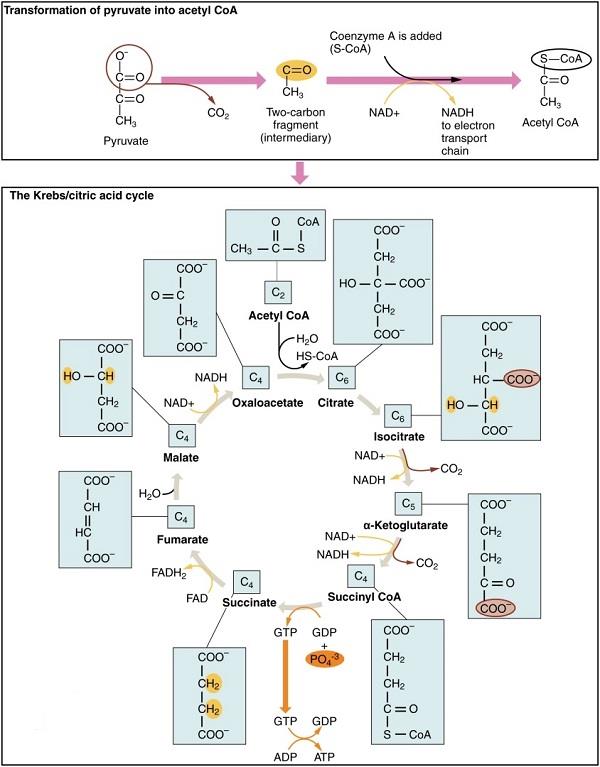 Fig2.Krebs cycle