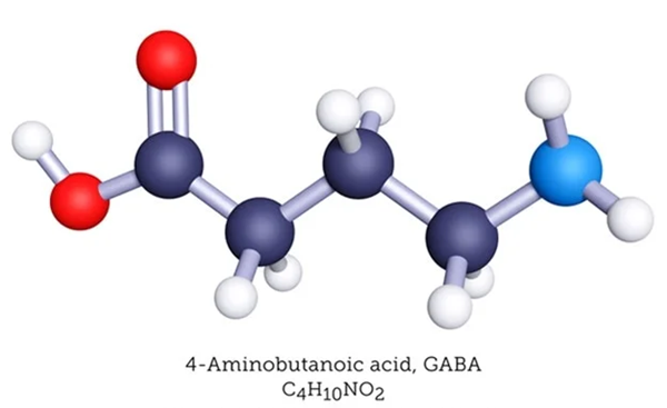 56-12-2 4-Aminobutyric acidStructureFunctionGamma-aminobutyric acid (GABA)