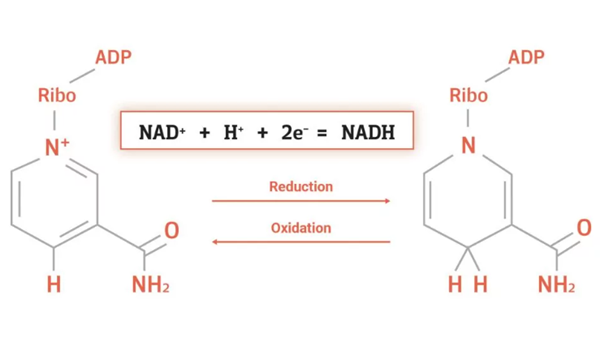 53-84-9 β-Nicotinamide adenine dinucleotideNAD+Oxidationreduction