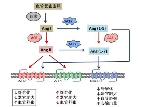 血管紧张素2的性质.png