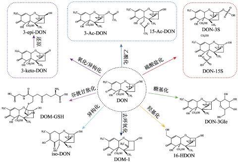 呕吐毒素分子中脱毒反应的作用位点以及代谢物结构.jpg