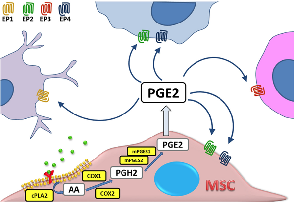 363-24-6 Prostaglandin E2 (PGE2)ProstaglandinsIndicationBiological function 