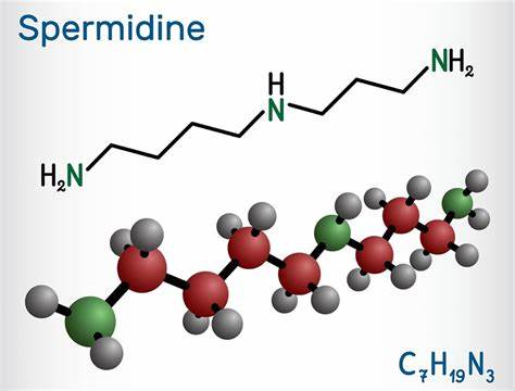 124-20-9 SpermidineFood sourcesBenefitsSide Effects