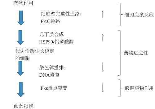 棘白菌素暴露后药物耐药性演变关键阶段的模式.jpg