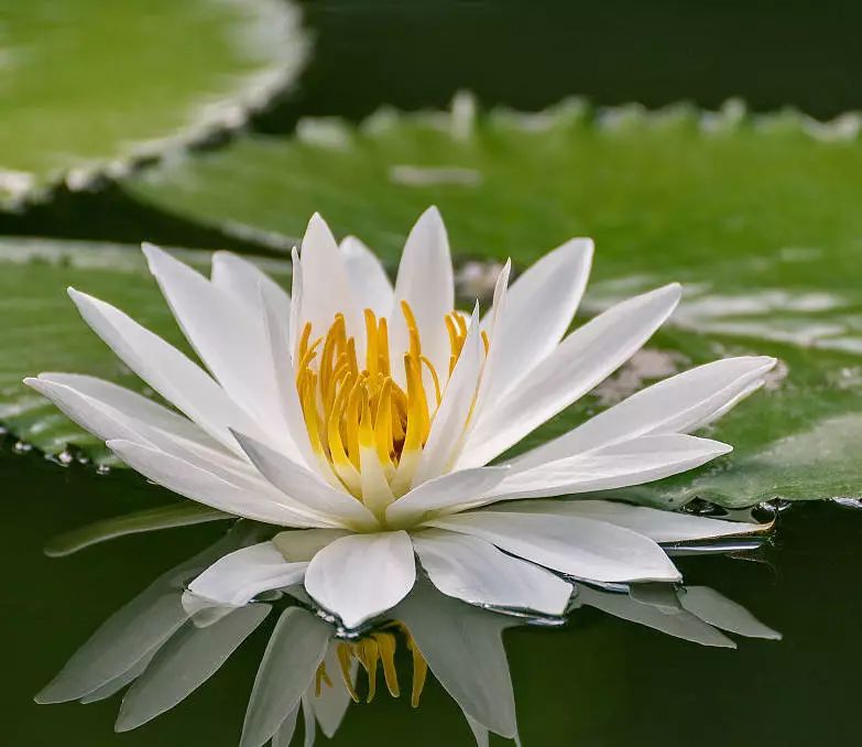 白睡莲(NYMPHAEA ALBA)花提取物