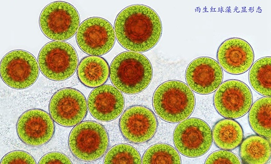 雨生红球藻细胞