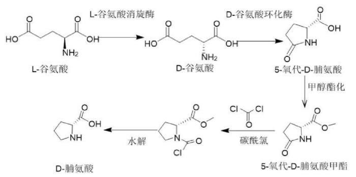 D‑脯氨酸的合成.png