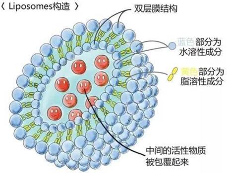 图1 阳离子脂质体的结构示意图.png