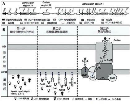 植物凝胶的生物合成基因簇及其合成途径.jpg