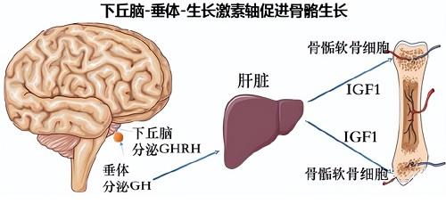 促生长激素释放激素促进骨骼生长.png