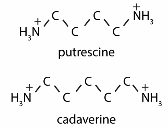 462-94-2 Putrescinecadaverine1,5-DiaminopentaneBacteria