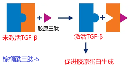 图1 棕榈酰三肽-5的作用机理