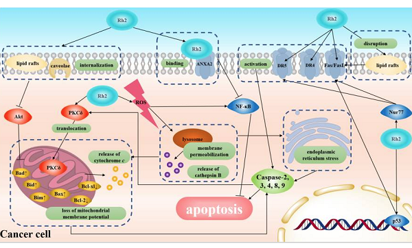 78214-33-2 Ginsenoside Rh2GRh2apoptosisAnti-proliferationangiogenesis