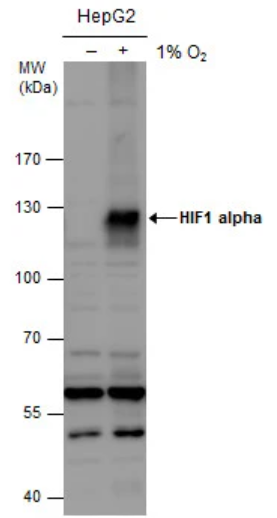 HIF1A抗体