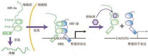 贝组替凡降低基因表达示意图.png