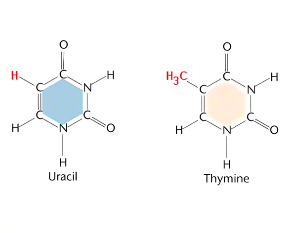 Uracil