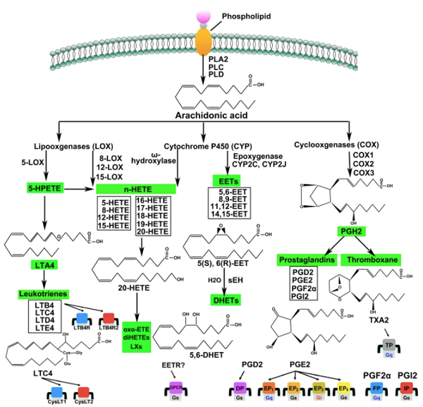 9054-89-1 Superoxide dismutaseTherapeuticOxidative stressSOD