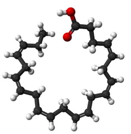 二十二碳六烯酸的生物活性与作用机制