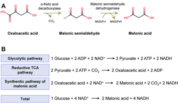 141-82-2 Malonic acidsynthesisNatural source