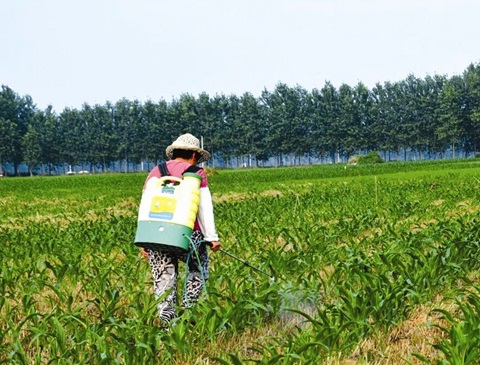 适用于玉米的安全除草剂——环磺酮