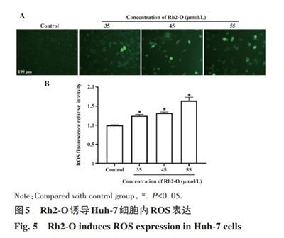 2',7'-二氯荧光素二乙酸酯的应用-3.jpg