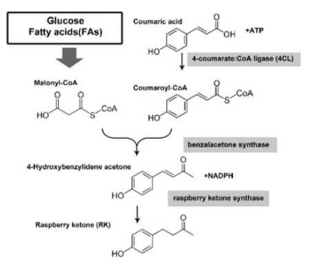 Raspberry Ketone synthesis