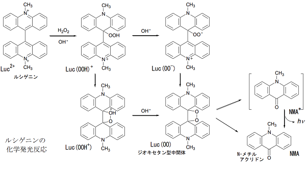 ルシゲニンの 化学発光反応.png