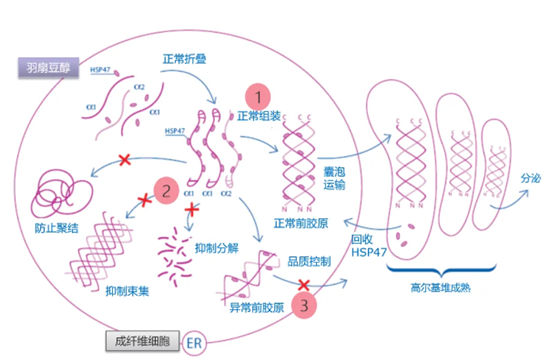 羽扇豆醇作用机制