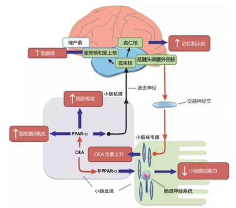 油酰单乙醇胺控制食欲和改善脂质代谢的功能