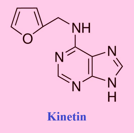 525-79-1 KinetinPlant GrowthEffect