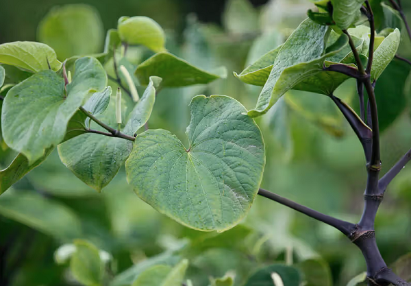 Kava Kava Extract