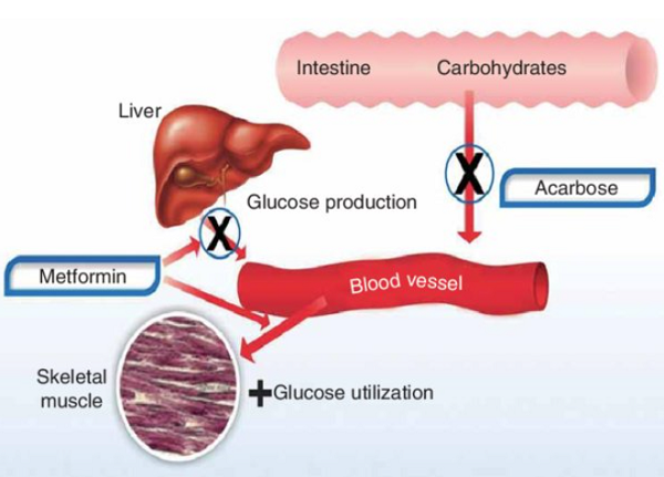 Acarbose