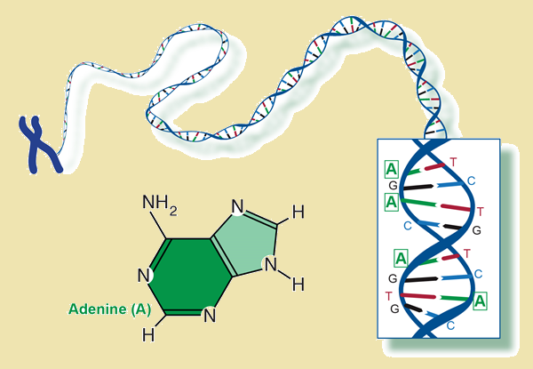 611-59-6 1,7-DimethylxanthineSynthesis of 1,7-DimethylxanthineHazards of 1,7-Dimethylxanthine