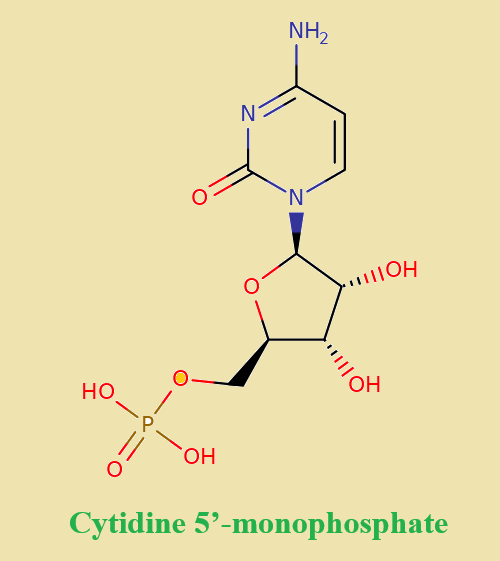 63-37-6 Cytidine 5’-monophosphateUsesbiological activitybenefits