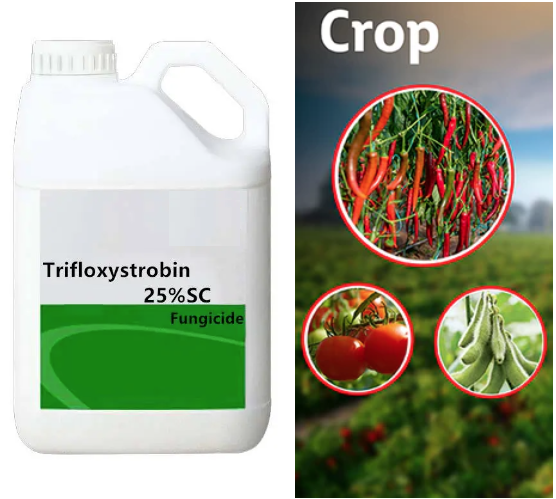 141517-21-7 Trifloxystrobina very broad spectrum foliar fungicidetoxicity Environmental Fate