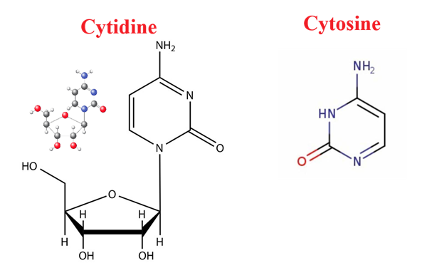 Cytidine vs. Cytosine Structure