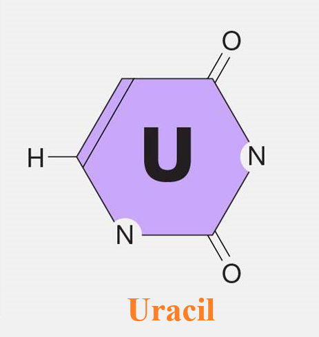 66-22-8 UracilUracil-DNA glycosylaserelationship