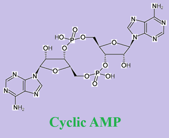 60-92-4 Cyclic AMPfunctionstissues