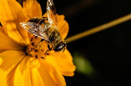 蜂毒肽来源于工蜂分泌的蜂毒