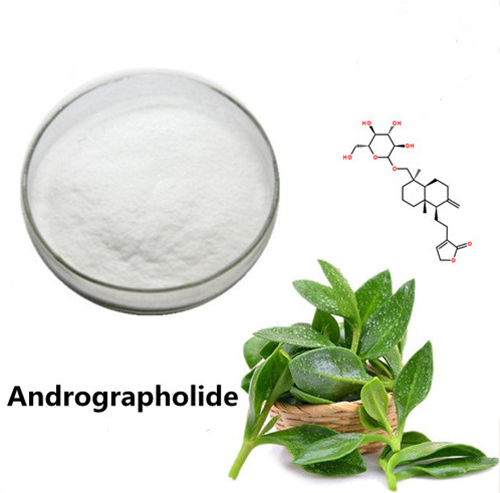 5508-58-7 Andrographolidesupplementsbenefits