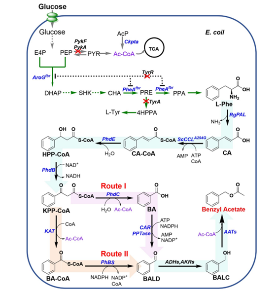 Synthesis of Benzyl acetate