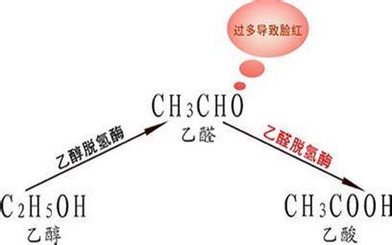 乙醛脱氢酶的结构性质与分布情况