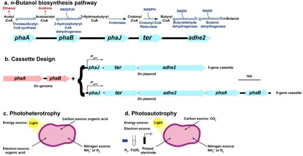 71-36-3 1-ButanolBiosynthetic Pathwaycarbon dioxide