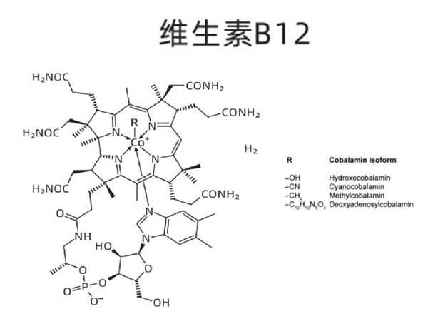 如何检测食品中的维生素B12？