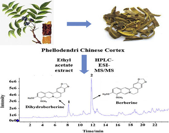 dihydroberberine